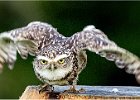 1  Burrowing Owl.jpg